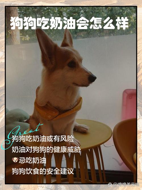 狗狗能吃奶油吗,狗狗能吃奶油吗有营养吗?-第5张图片-后鲨宠物 狗狗能吃奶油吗,狗狗能吃奶油吗有营养吗?-第5张图片-后鲨宠物