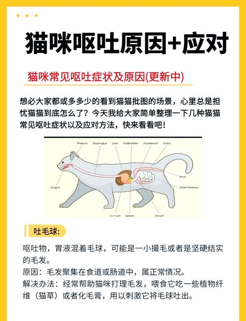 猫咪不吃东西呕吐,猫咪不吃东西呕吐怎么办?-第3张图片-后鲨宠物 猫咪不吃东西呕吐,猫咪不吃东西呕吐怎么办?-第3张图片-后鲨宠物