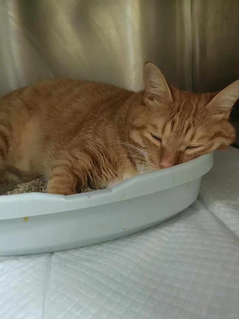 猫咪不吃东西呕吐,猫咪不吃东西呕吐怎么办?-第6张图片-后鲨宠物 猫咪不吃东西呕吐,猫咪不吃东西呕吐怎么办?-第6张图片-后鲨宠物