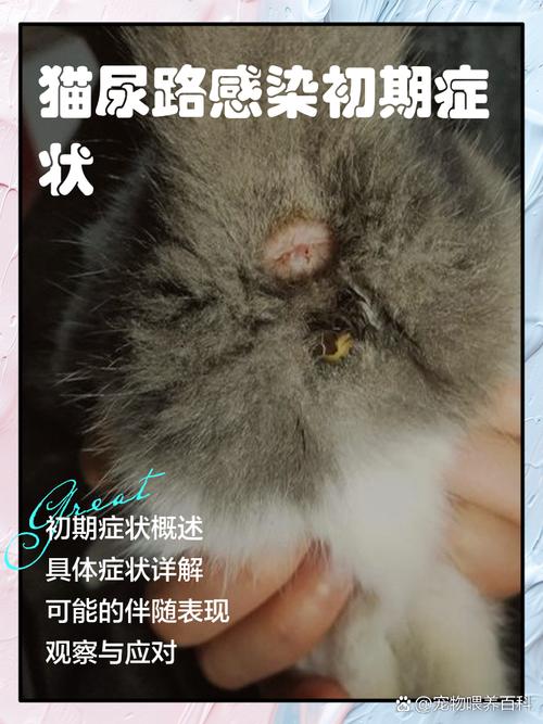 猫咪尿路感染症状,猫咪尿路感染能自愈吗?-第5张图片-后鲨宠物 猫咪尿路感染症状,猫咪尿路感染能自愈吗?-第5张图片-后鲨宠物