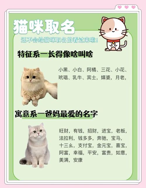 最时髦独特猫咪名字,好听独特的猫咪名字?-第1张图片-后鲨宠物 最时髦独特猫咪名字,好听独特的猫咪名字?-第1张图片-后鲨宠物