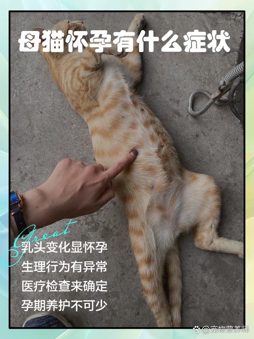 猫咪怀孕的初期症状,猫咪怀孕的初期症状会一直睡觉嘛-第2张图片-后鲨宠物 猫咪怀孕的初期症状,猫咪怀孕的初期症状会一直睡觉嘛-第2张图片-后鲨宠物