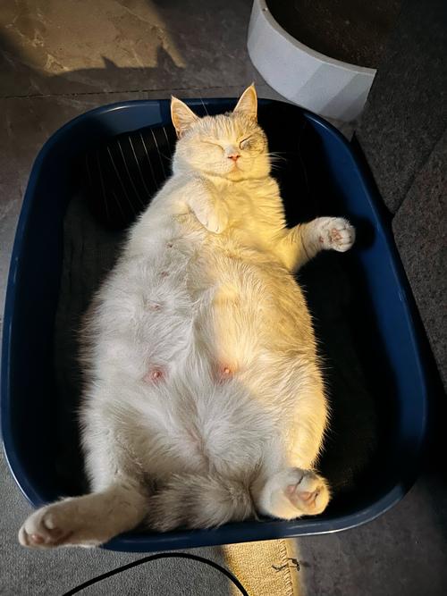 猫咪怀孕的初期症状,猫咪怀孕的初期症状会一直睡觉嘛-第3张图片-后鲨宠物 猫咪怀孕的初期症状,猫咪怀孕的初期症状会一直睡觉嘛-第3张图片-后鲨宠物