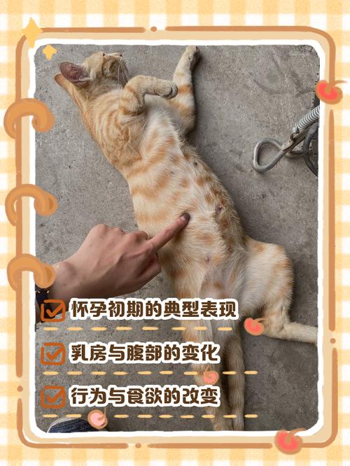 猫咪怀孕的初期症状,猫咪怀孕的初期症状会一直睡觉嘛-第6张图片-后鲨宠物 猫咪怀孕的初期症状,猫咪怀孕的初期症状会一直睡觉嘛-第6张图片-后鲨宠物