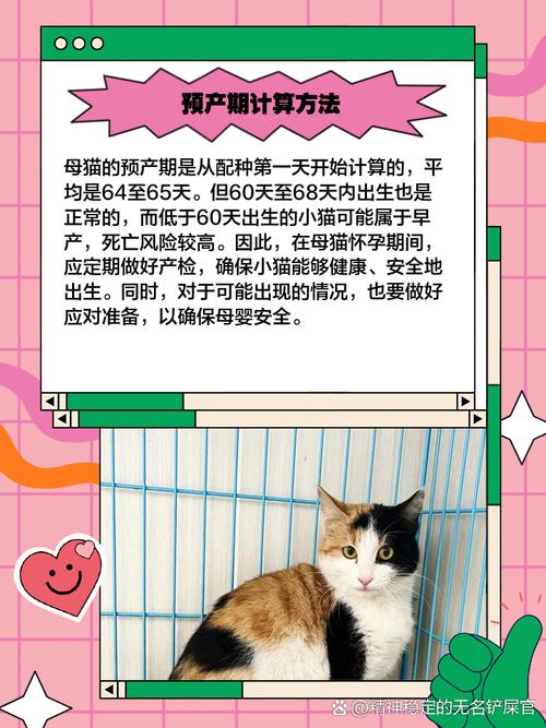 猫咪预产期怎么算,猫咪预产期怎么算出来的-第3张图片-后鲨宠物 猫咪预产期怎么算,猫咪预产期怎么算出来的-第3张图片-后鲨宠物