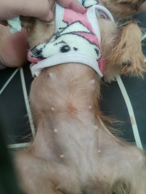 狗狗的怀孕周期_怀孕能不能养狗