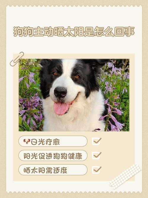 狗狗晒太阳好吗，狗狗晒太阳对身体好吗？