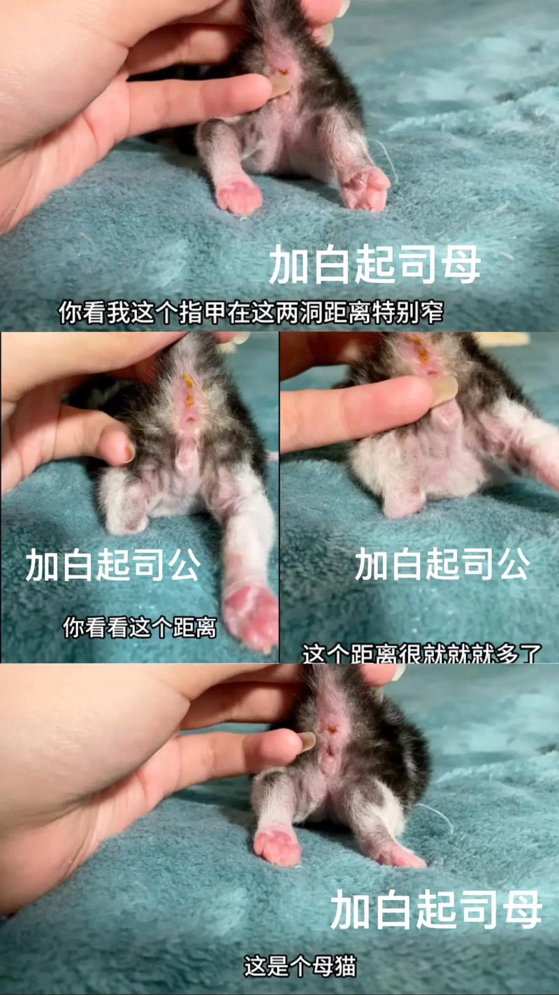 怎么算猫咪预产期,怎么算猫预产期最准确?-第3张图片-后鲨宠物 怎么算猫咪预产期,怎么算猫预产期最准确?-第3张图片-后鲨宠物