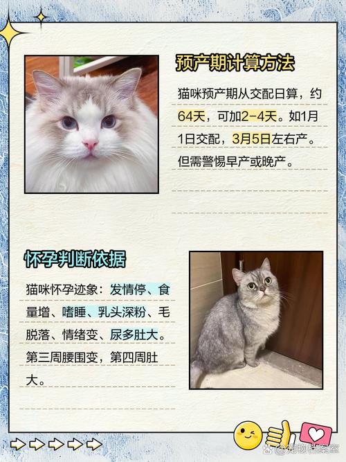 怎么算猫咪预产期,怎么算猫预产期最准确?-第5张图片-后鲨宠物 怎么算猫咪预产期,怎么算猫预产期最准确?-第5张图片-后鲨宠物