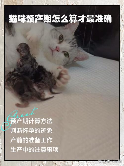 怎么算猫咪预产期,怎么算猫预产期最准确?-第4张图片-后鲨宠物 怎么算猫咪预产期,怎么算猫预产期最准确?-第4张图片-后鲨宠物