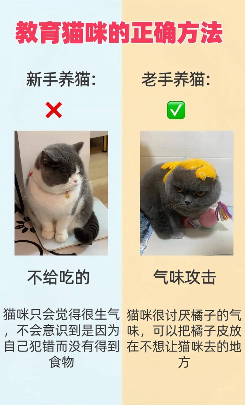  猫咪不听话怎么办，猫不听话咋整-第3张图片-后鲨宠物