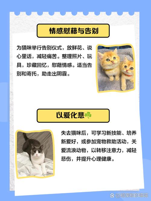  猫咪不听话怎么办，猫不听话咋整-第4张图片-后鲨宠物