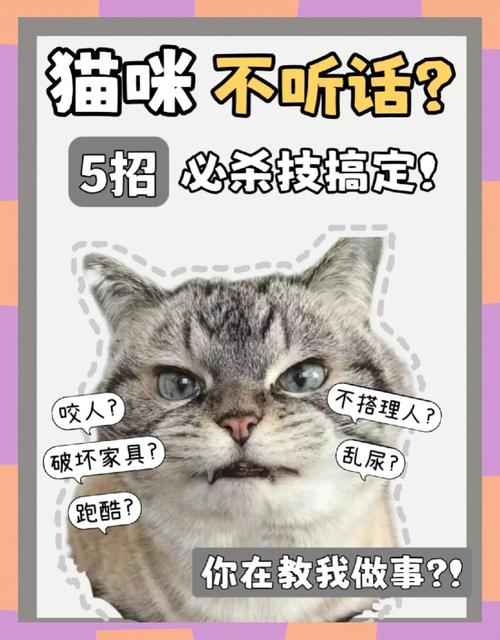  猫咪不听话怎么办，猫不听话咋整-第5张图片-后鲨宠物
