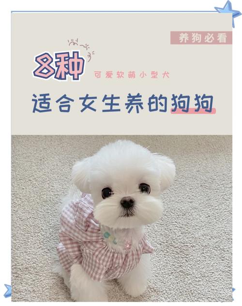 哪种狗狗不掉毛又好养_哪一种狗狗不掉毛-第5张图片-后鲨宠物