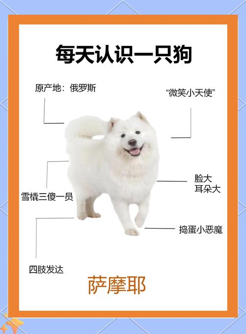 萨摩狗狗多少钱一只,萨摩犬贵吗-第3张图片-后鲨宠物 萨摩狗狗多少钱一只,萨摩犬贵吗-第3张图片-后鲨宠物