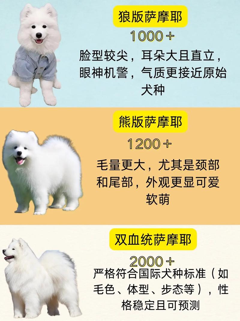 萨摩狗狗多少钱一只,萨摩犬贵吗-第4张图片-后鲨宠物 萨摩狗狗多少钱一只,萨摩犬贵吗-第4张图片-后鲨宠物
