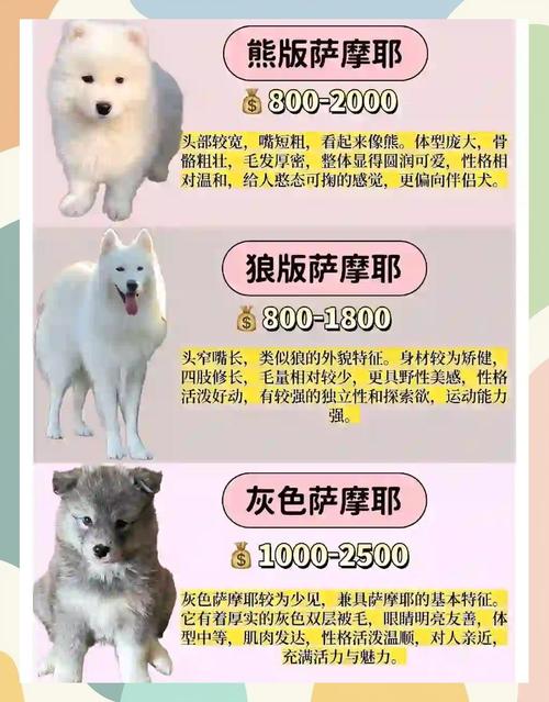 萨摩狗狗多少钱一只,萨摩犬贵吗-第5张图片-后鲨宠物 萨摩狗狗多少钱一只,萨摩犬贵吗-第5张图片-后鲨宠物