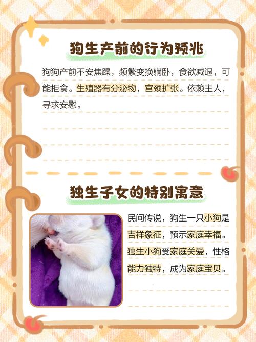 生一只狗狗代表什么，生一只狗狗代表什么生肖？