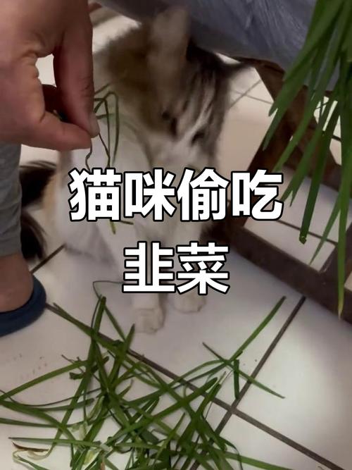 猫咪可以吃韭菜吗_猫咪可以吃韭菜么-第1张图片-后鲨宠物