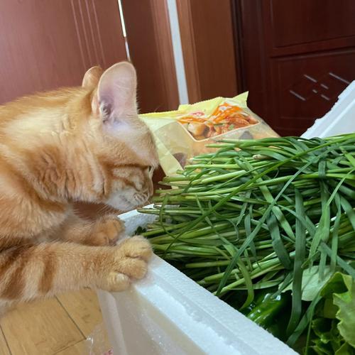猫咪可以吃韭菜吗_猫咪可以吃韭菜么-第2张图片-后鲨宠物