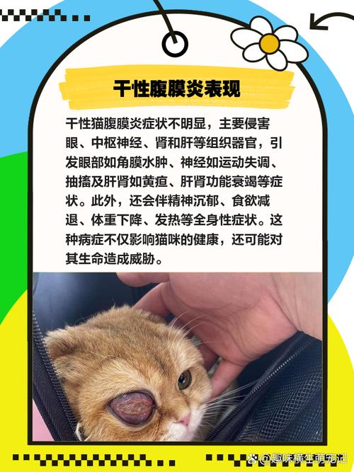 猫咪传染性腹膜炎_猫咪传染性腹膜炎会传染人吗-第1张图片-后鲨宠物 猫咪传染性腹膜炎_猫咪传染性腹膜炎会传染人吗-第1张图片-后鲨宠物