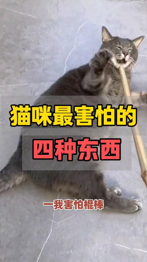 猫咪怕什么声音,猫咪怕什么声音呢?-第1张图片-后鲨宠物 猫咪怕什么声音,猫咪怕什么声音呢?-第1张图片-后鲨宠物