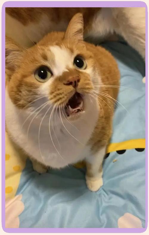 猫咪怕什么声音,猫咪怕什么声音呢?-第2张图片-后鲨宠物 猫咪怕什么声音,猫咪怕什么声音呢?-第2张图片-后鲨宠物