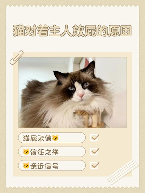 猫猫屁股对着人，猫猫屁股对着人睡觉？-第2张图片-后鲨宠物