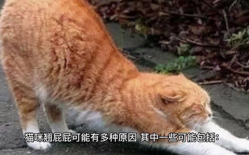 猫猫屁股对着人，猫猫屁股对着人睡觉？-第3张图片-后鲨宠物