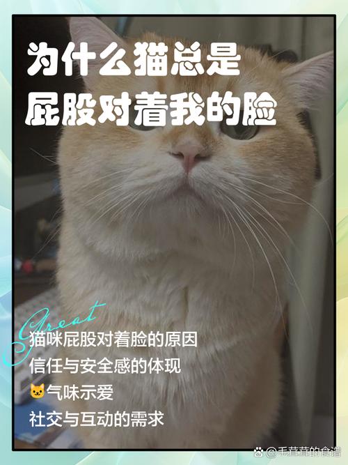 猫猫屁股对着人，猫猫屁股对着人睡觉？-第4张图片-后鲨宠物