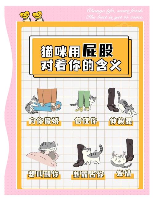 猫猫屁股对着人，猫猫屁股对着人睡觉？-第5张图片-后鲨宠物