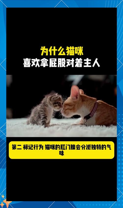 猫猫屁股对着人，猫猫屁股对着人睡觉？-第6张图片-后鲨宠物