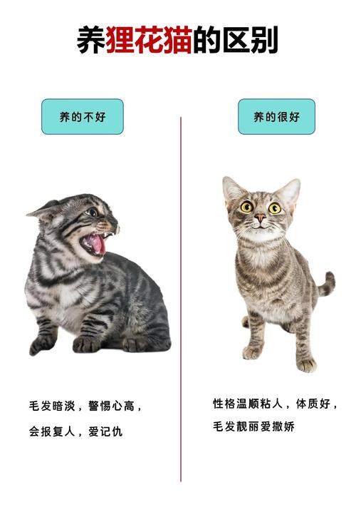 猫猫可以吃酸奶吗,猫能吃酸奶吗 新闻?-第2张图片-后鲨宠物 猫猫可以吃酸奶吗,猫能吃酸奶吗 新闻?-第2张图片-后鲨宠物