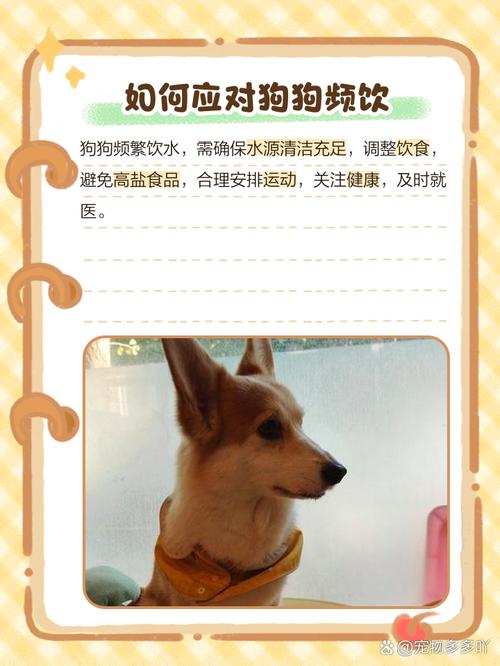 狗狗老喝水是怎么回事_狗总是喝水是什么症状