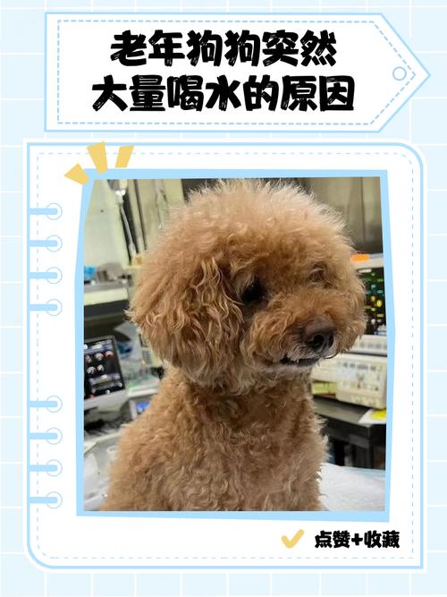 狗狗老喝水是怎么回事_狗总是喝水是什么症状-第2张图片-后鲨宠物 狗狗老喝水是怎么回事_狗总是喝水是什么症状-第2张图片-后鲨宠物