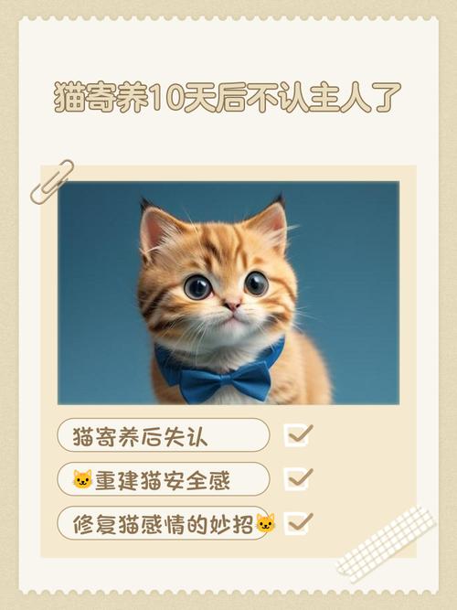 猫咪寄养会想主人吗,猫咪寄养回来会记仇吗-第1张图片-后鲨宠物 猫咪寄养会想主人吗,猫咪寄养回来会记仇吗-第1张图片-后鲨宠物