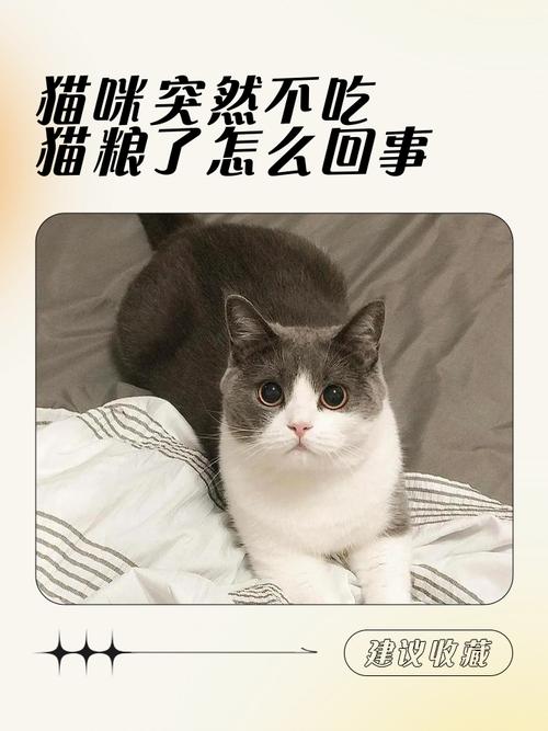 猫咪突然不吃猫粮了,猫咪突然不吃猫粮了怎么办?-第2张图片-后鲨宠物 猫咪突然不吃猫粮了,猫咪突然不吃猫粮了怎么办?-第2张图片-后鲨宠物