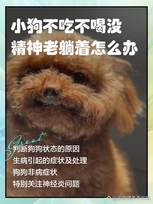  狗狗几天不吃饭怎么办，狗狗几天不吃饭怎么办才能恢复