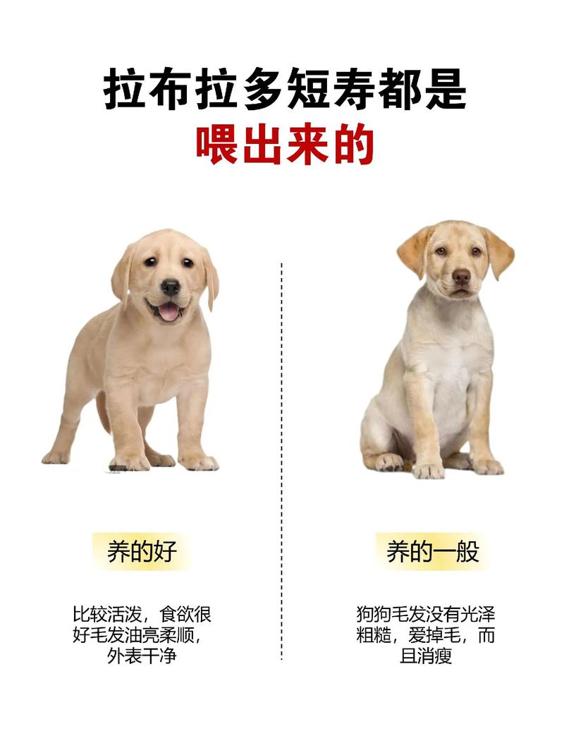 狗狗几天不吃饭怎么办,狗狗几天不吃饭怎么办才能恢复-第3张图片-后鲨宠物 狗狗几天不吃饭怎么办,狗狗几天不吃饭怎么办才能恢复-第3张图片-后鲨宠物