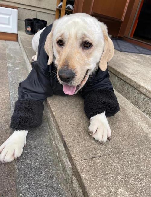 狗狗几天不吃饭怎么办,狗狗几天不吃饭怎么办才能恢复-第5张图片-后鲨宠物 狗狗几天不吃饭怎么办,狗狗几天不吃饭怎么办才能恢复-第5张图片-后鲨宠物