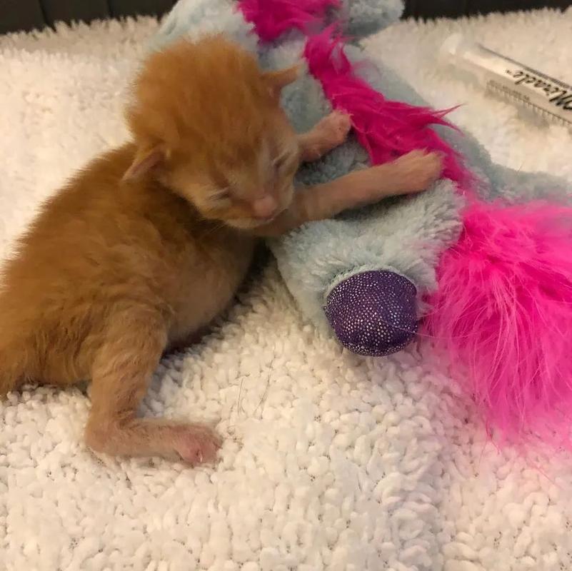 没满月的猫咪怎么养,没满月的小猫怎么养,未满月的猫咪吃什么-第1张图片-后鲨宠物 没满月的猫咪怎么养,没满月的小猫怎么养,未满月的猫咪吃什么-第1张图片-后鲨宠物