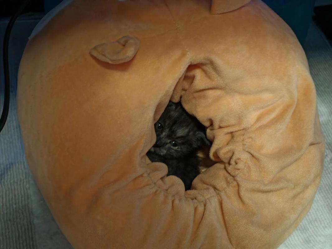 没满月的猫咪怎么养,没满月的小猫怎么养,未满月的猫咪吃什么-第3张图片-后鲨宠物 没满月的猫咪怎么养,没满月的小猫怎么养,未满月的猫咪吃什么-第3张图片-后鲨宠物