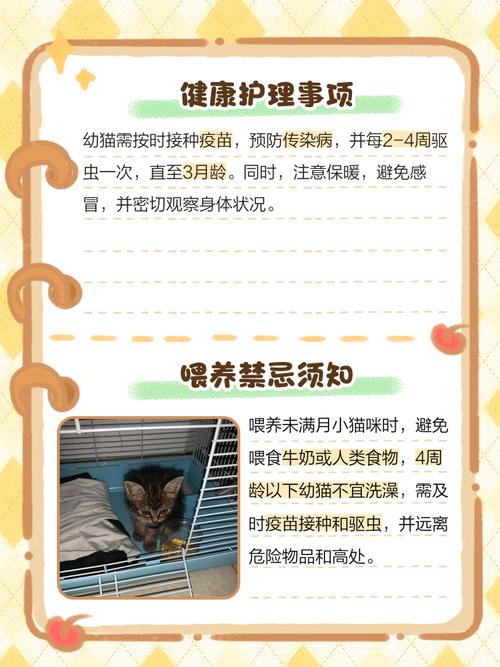 没满月的猫咪怎么养,没满月的小猫怎么养,未满月的猫咪吃什么-第4张图片-后鲨宠物 没满月的猫咪怎么养,没满月的小猫怎么养,未满月的猫咪吃什么-第4张图片-后鲨宠物