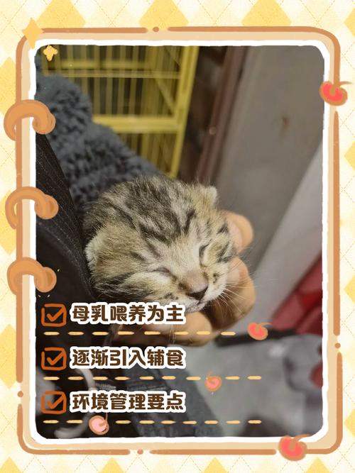 没满月的猫咪怎么养,没满月的小猫怎么养,未满月的猫咪吃什么-第6张图片-后鲨宠物 没满月的猫咪怎么养,没满月的小猫怎么养,未满月的猫咪吃什么-第6张图片-后鲨宠物