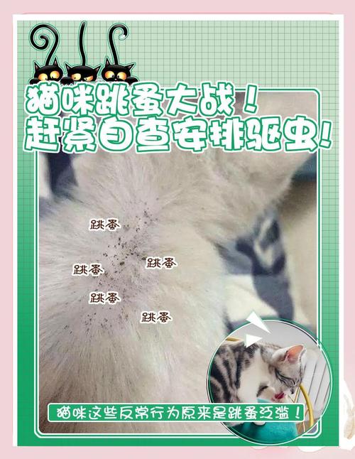  猫猫身上有跳蚤怎么办，猫猫身上有跳蚤怎么办清除-第2张图片-后鲨宠物