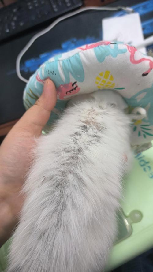  猫猫身上有跳蚤怎么办，猫猫身上有跳蚤怎么办清除-第4张图片-后鲨宠物