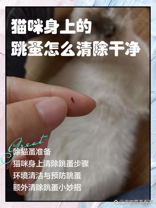  猫猫身上有跳蚤怎么办，猫猫身上有跳蚤怎么办清除-第5张图片-后鲨宠物