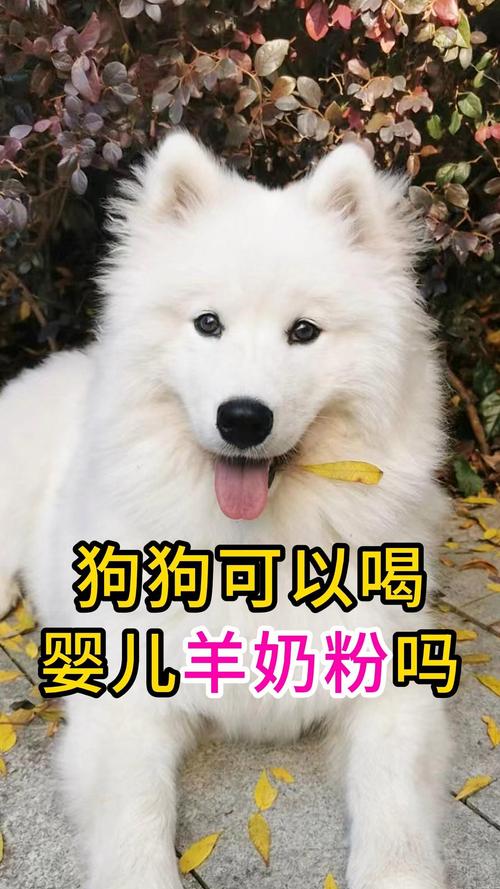 狗狗可以喝婴儿奶粉吗，狗狗可以喝婴儿奶粉吗一天几次？-第5张图片-后鲨宠物