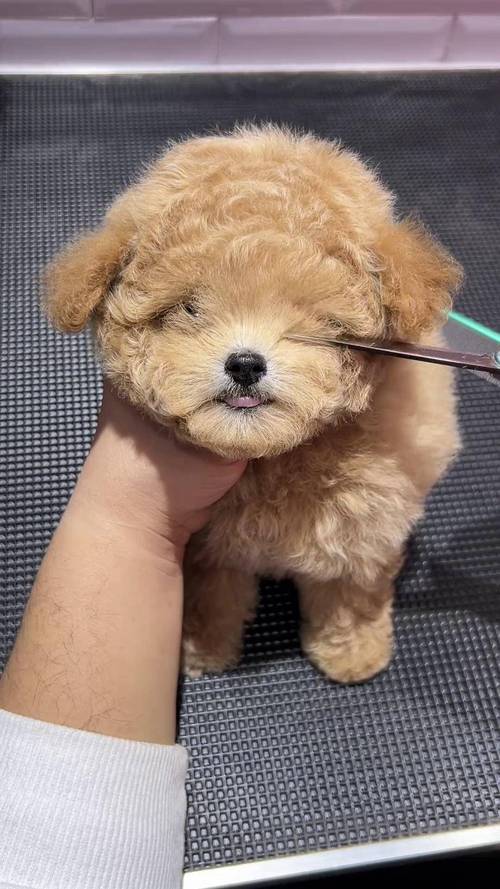 狗狗可以喝婴儿奶粉吗，狗狗可以喝婴儿奶粉吗一天几次？-第6张图片-后鲨宠物