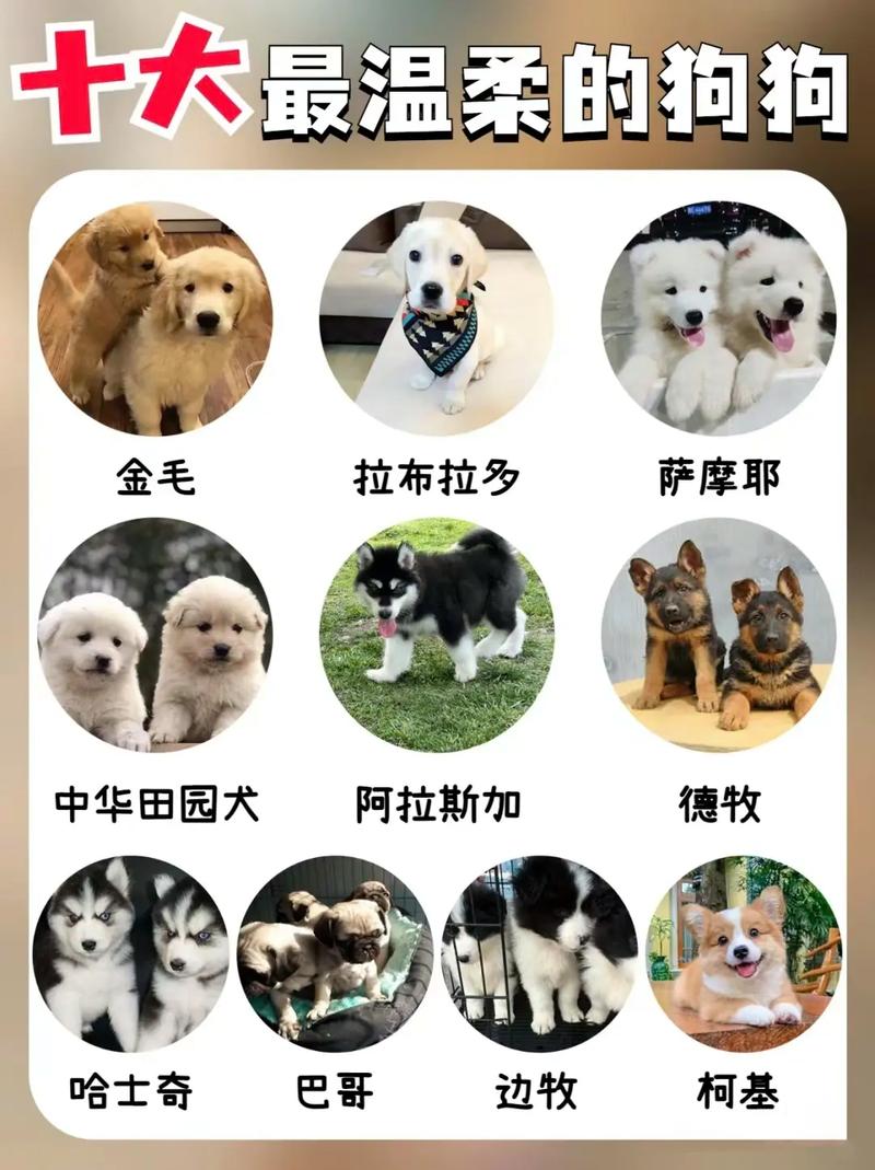 好养的狗狗排名_比较好养的狗